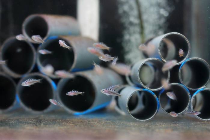 La propuesta de Bocas Mariculture consiste en criar peces ornamentales en lugar de extraerlos de su hábitat. La propuesta de Bocas Mariculture consiste en criar peces ornamentales en lugar de extraerlos de su hábitat.
