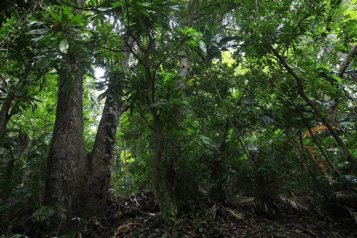 Panamá ejecuta planes para la protección de la biodiversidad. Panamá ejecuta planes para la protección de la biodiversidad.