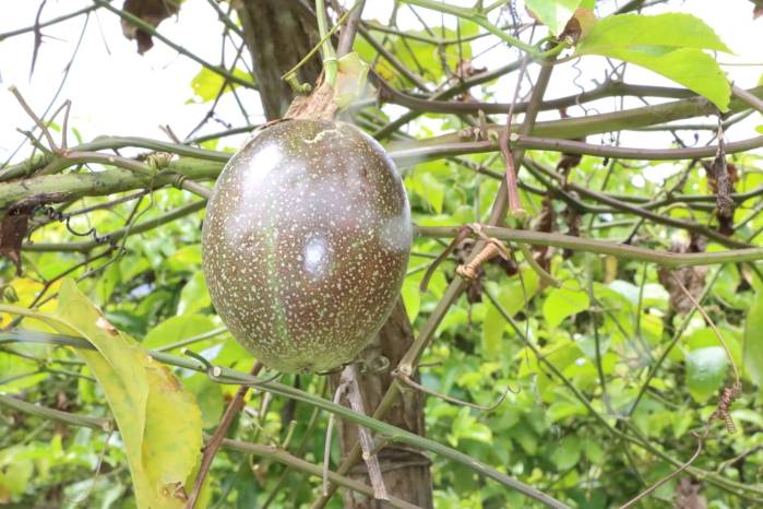 Los productores de Panamá Oeste buscan lograr la certificación de la maracuyá orgánica para comercializar el producto en otros mercados. Los productores de Panamá Oeste buscan lograr la certificación de la maracuyá orgánica para comercializar el producto en otros mercados.