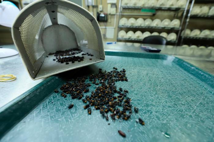 La dispersión de moscas estériles del gusano barrenador es crucial para volver el control a la zona fronteriza de Panamá con Colombia. La dispersión de moscas estériles del gusano barrenador es crucial para volver el control a la zona fronteriza de Panamá con Colombia.