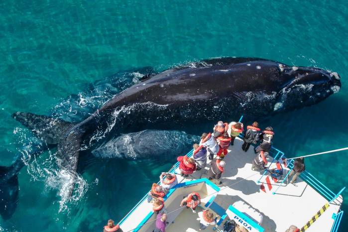 Fotografía cedida por Visit Argentina que muestra un grupo de personas durante un avistamiento de ballenas en Chubut. Fotografía cedida por Visit Argentina que muestra un grupo de personas durante un avistamiento de ballenas en Chubut.