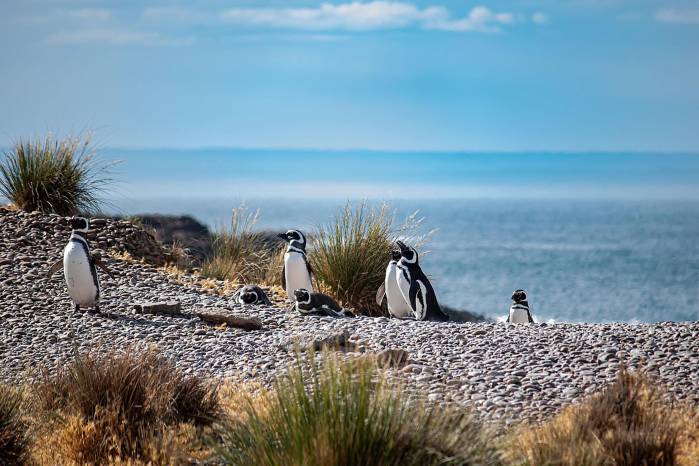 Fotografía cedida por Visit Argentina que muestra un grupo de pingüinos en Chubut. Fotografía cedida por Visit Argentina que muestra un grupo de pingüinos en Chubut.