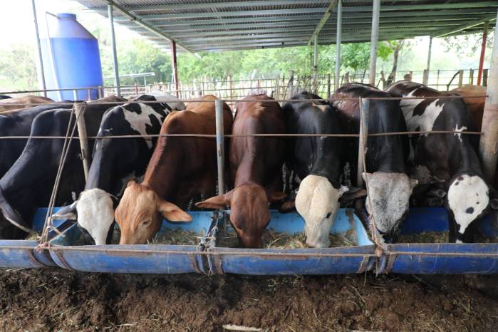 El consumo per cápita de carne en Panamá oscila entre los 13 y 14 kilos por persona al año. El consumo per cápita de carne en Panamá oscila entre los 13 y 14 kilos por persona al año.