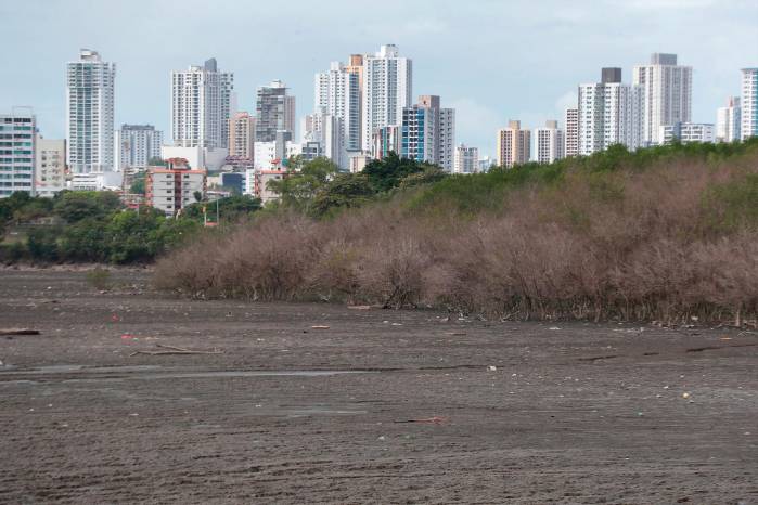 Un fenómeno similar ocurrió entre 2015 y 2016. Los manglares de Panamá Viejo, Juan Díaz y La Maestra perdieron sus hojas y la coloración del follaje. Un fenómeno similar ocurrió entre 2015 y 2016. Los manglares de Panamá Viejo, Juan Díaz y La Maestra perdieron sus hojas y la coloración del follaje.