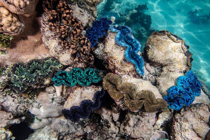 “Los arrecifes de coral de Bikar y Bokak son una máquina del tiempo, es como bucear en el océano de hace 1.000 años”, ha apuntado Enric Sala, Explorador Residente de National Geographic y fundador de Pristine Seas. “Los arrecifes de coral de Bikar y Bokak son una máquina del tiempo, es como bucear en el océano de hace 1.000 años”, ha apuntado Enric Sala, Explorador Residente de National Geographic y fundador de Pristine Seas.