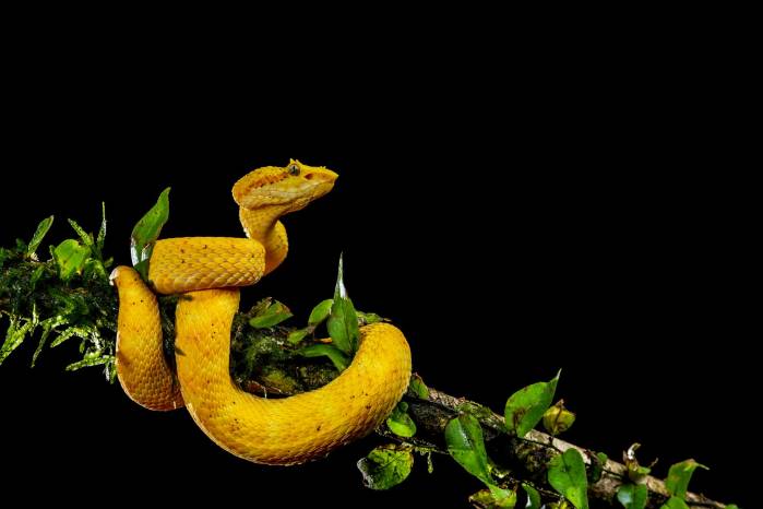 Bocaracá, serpiente arbórea venenosa. Bocaracá, serpiente arbórea venenosa.