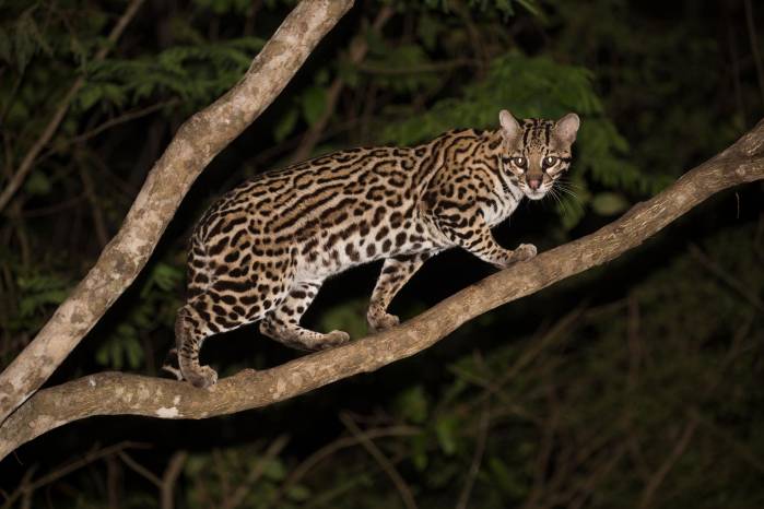 El jaguar, el puma y el manigordo, que son blancos fáciles debido a la percepción de que representan una amenaza. El jaguar, el puma y el manigordo, que son blancos fáciles debido a la percepción de que representan una amenaza.