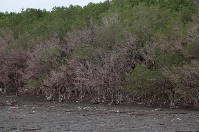 En 2023, los manglares de la Bahía de Panamá se secaron por la alta salinidad, a raíz de la sequía que sufrió el país. En 2023, los manglares de la Bahía de Panamá se secaron por la alta salinidad, a raíz de la sequía que sufrió el país.