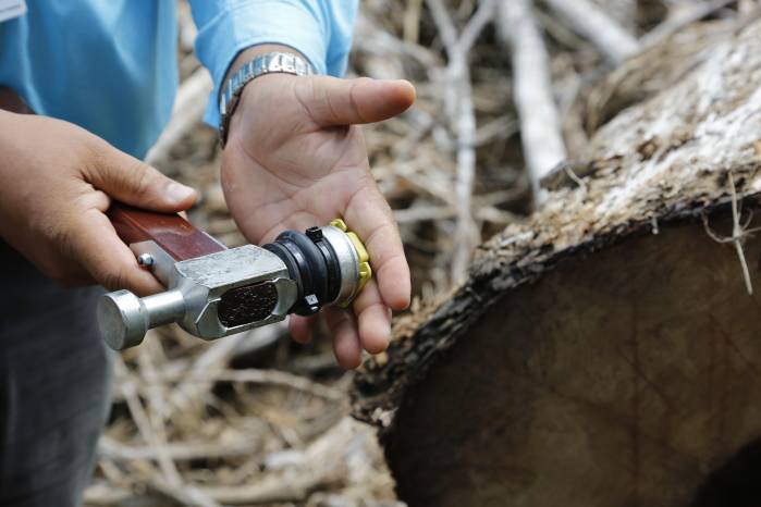 El STCF posiciona a Panamá como un proveedor confiable de productos forestales que cumplen con estándares internacionales. El STCF posiciona a Panamá como un proveedor confiable de productos forestales que cumplen con estándares internacionales.