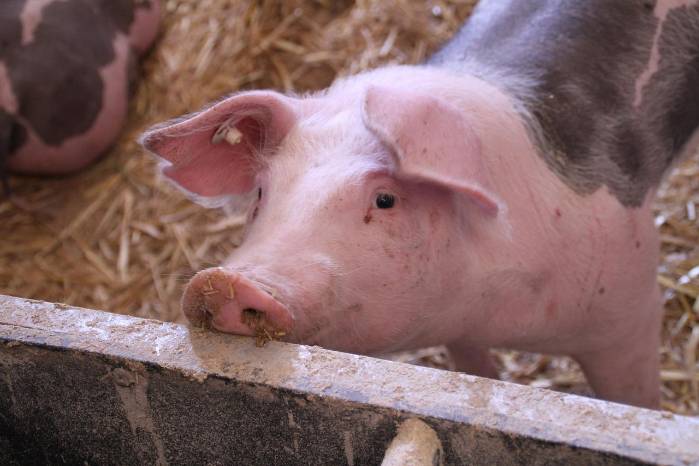 El puerco forma parte de las carnes acordados dentro del TPC con Estados Unidos y Panamá. El puerco forma parte de las carnes acordados dentro del TPC con Estados Unidos y Panamá.