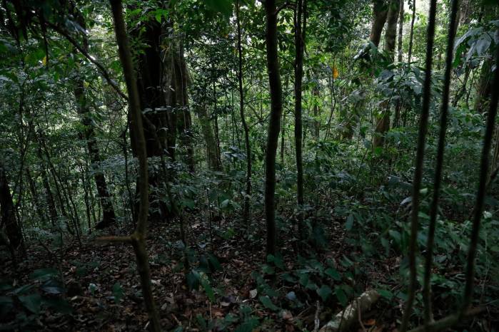 Los variados ecosistemas que conviven en el cerro son una muestra de la salud de sus bosques. Los variados ecosistemas que conviven en el cerro son una muestra de la salud de sus bosques.