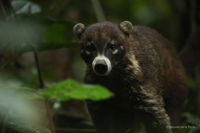 El censo también registró la presencia de otras especies que comparten espacio con el jaguar. El censo también registró la presencia de otras especies que comparten espacio con el jaguar.