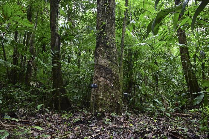 Un árbol de caucho es fotografiado durante la extracción de caucho en el municipio de Anajas. Un árbol de caucho es fotografiado durante la extracción de caucho en el municipio de Anajas.