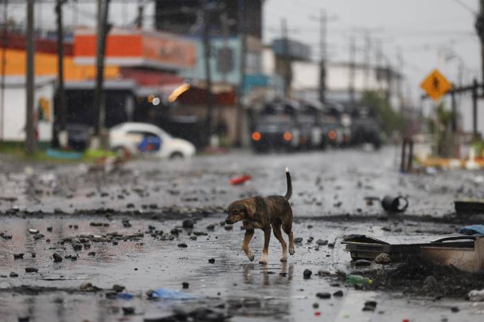 Un perro camina en una calle bloqueada durante una jornada de manifestaciones este sábado, en Changuinola en Bocas del Toro. Un perro camina en una calle bloqueada durante una jornada de manifestaciones este sábado, en Changuinola en Bocas del Toro.