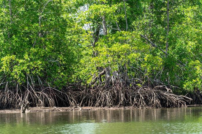 La demanda es apoyada por más de 50 organizaciones ambientales que se han unido a una campaña en favor de la protección de los manglares. La demanda es apoyada por más de 50 organizaciones ambientales que se han unido a una campaña en favor de la protección de los manglares.