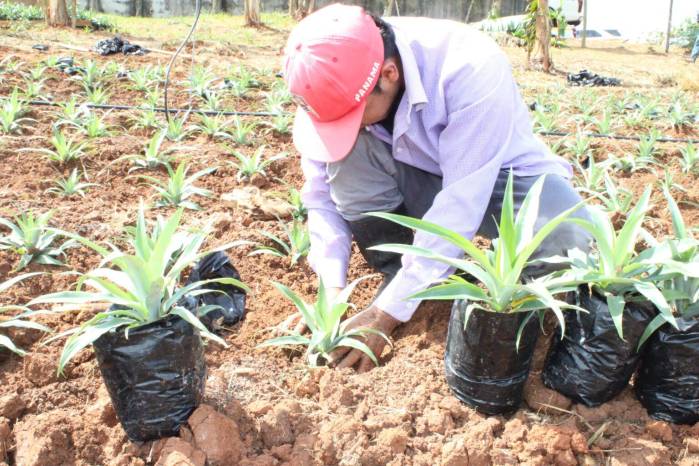 La finca Agrícola Chorrerana por una año será objeto de un riguroso monitoreo agronómico y fitosanitario en la producción de piña ‘in vitro’. La finca Agrícola Chorrerana por una año será objeto de un riguroso monitoreo agronómico y fitosanitario en la producción de piña ‘in vitro’.