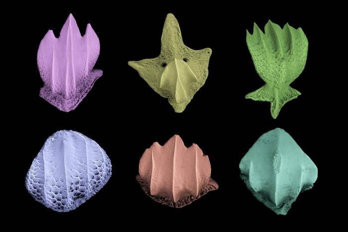 Imagen microscópica de diferentes formas de los dentículos dérmicos de tiburones. Imagen microscópica de diferentes formas de los dentículos dérmicos de tiburones.