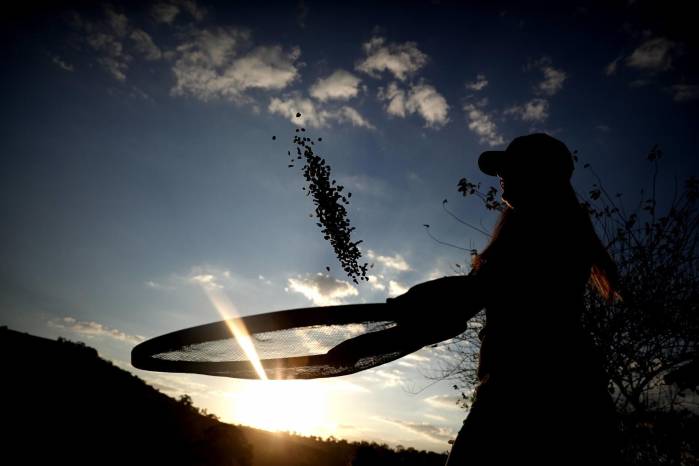Fotografía de archivo del 23 de julio de 2018 de un agricultor en la Hacienda Recanto Machado en el estado brasileño de Minas Gerais. Fotografía de archivo del 23 de julio de 2018 de un agricultor en la Hacienda Recanto Machado en el estado brasileño de Minas Gerais.