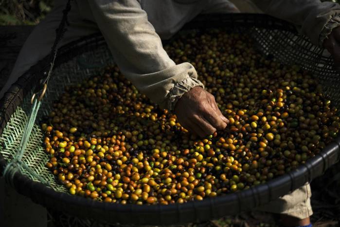 Un trabajador tamiza granos de café en la plantación de café Camocim en Domingos Martins, estado de Espírito Santo, Brasil, el 25 de agosto de 2023. Un trabajador tamiza granos de café en la plantación de café Camocim en Domingos Martins, estado de Espírito Santo, Brasil, el 25 de agosto de 2023.