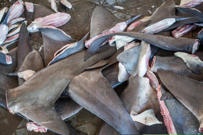 El aleteo de tiburones pone en riesgo la existencia de la especie. El aleteo de tiburones pone en riesgo la existencia de la especie.