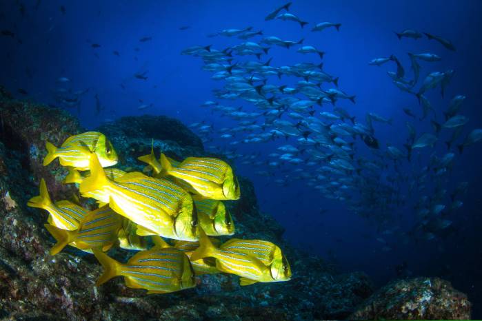 La Isla Coiba alberga un sin fin de peces. La Isla Coiba alberga un sin fin de peces.