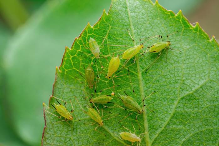 5. Evita las plagas: Los insectos han desarrollado la habilidad de instalar su prole en las plantas débiles que han pasado por una fertilización nitrogenada excesiva lo que causa el desarrollo de plagas. Mantener el debido cuidado mantendrá las plantas saludables y evitará la propagación de plagas. 5. Evita las plagas: Los insectos han desarrollado la habilidad de instalar su prole en las plantas débiles que han pasado por una fertilización nitrogenada excesiva lo que causa el desarrollo de plagas. Mantener el debido cuidado mantendrá las plantas saludables y evitará la propagación de plagas.