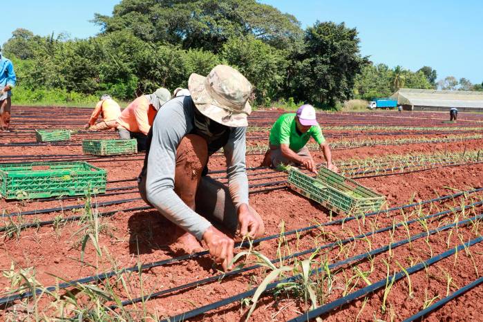 El sector primario panameño, siempre anda vapuleado, vilipendiado, golpeado, relegado a un tercer plano, en un país “fenicio” banca, comercio, canal, transitismo, pero la producción de comida es básica. El sector primario panameño, siempre anda vapuleado, vilipendiado, golpeado, relegado a un tercer plano, en un país “fenicio” banca, comercio, canal, transitismo, pero la producción de comida es básica.