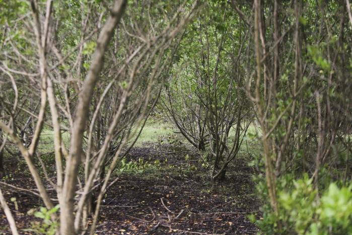 En concreto, el plan general de reforestación de AES en Changuinola es de una compensación de 880.252 árboles de especies nativas. En concreto, el plan general de reforestación de AES en Changuinola es de una compensación de 880.252 árboles de especies nativas.