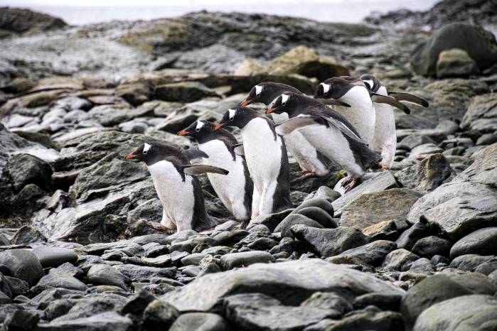 Vista de unos pingüinos en Chile. Aislados, sensibles, misteriosos e imprescindibles para el bienestar de las comunidades que los rodean, los bosques de algas de las aguas subantárticas que bañan el extremo sur de Chile son un centinela de excepción de la vulnerabilidad climática bajo aguas del principio del mundo. Vista de unos pingüinos en Chile. Aislados, sensibles, misteriosos e imprescindibles para el bienestar de las comunidades que los rodean, los bosques de algas de las aguas subantárticas que bañan el extremo sur de Chile son un centinela de excepción de la vulnerabilidad climática bajo aguas del principio del mundo.