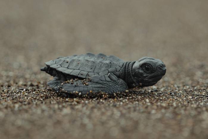 Las tortugas marinas se enfrentan a diferentes amenazas. Las tortugas marinas se enfrentan a diferentes amenazas.