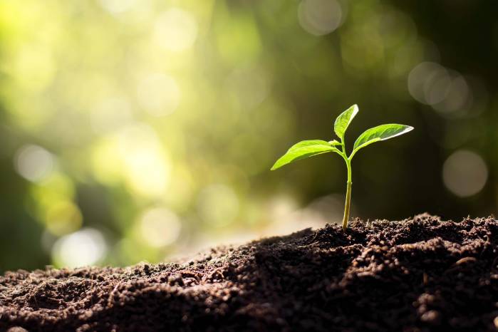 1. Comienza con un suelo sano: La empresa española de ‘merchandising’ y papelería ecológica Sheedo Studio aconseja que el primer paso para lograr el jardín de tus sueños es conseguir un suelo nutrido, vivo y libre de químicos ya que es “la base de la salud de las plantas”. Advierten la importancia de evitar el uso de fertilizantes y fitosanitarios que provocan el daño y ataque de plagas al igual que crear “formas insolubles en el suelo y contaminan las aguas”. 1. Comienza con un suelo sano: La empresa española de ‘merchandising’ y papelería ecológica Sheedo Studio aconseja que el primer paso para lograr el jardín de tus sueños es conseguir un suelo nutrido, vivo y libre de químicos ya que es “la base de la salud de las plantas”. Advierten la importancia de evitar el uso de fertilizantes y fitosanitarios que provocan el daño y ataque de plagas al igual que crear “formas insolubles en el suelo y contaminan las aguas”.