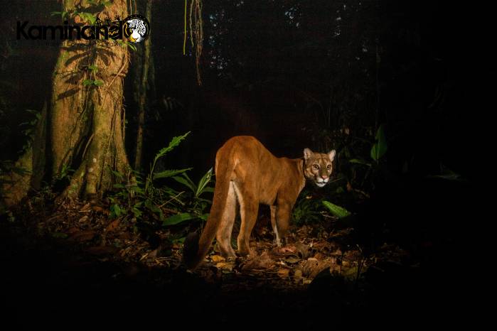 Puma (Puma concolor) caminando por los bosques en el valle del alto río Mamoní en Panamá Este. Puma (Puma concolor) caminando por los bosques en el valle del alto río Mamoní en Panamá Este.