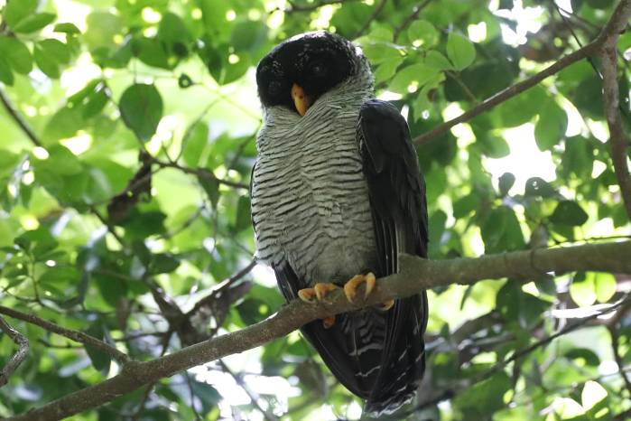 Un Búho Blanquinegro (Strix nigrolineata) es visto durante el Global Big Day 2024, en el Parque Nacional Soberanía en Ciudad de Panamá. Un Búho Blanquinegro (Strix nigrolineata) es visto durante el Global Big Day 2024, en el Parque Nacional Soberanía en Ciudad de Panamá.