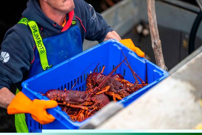 Comienza la temporada de pesca de la langosta espinosa del Caribe 2024-2025 Comienza la temporada de pesca de la langosta espinosa del Caribe 2024-2025