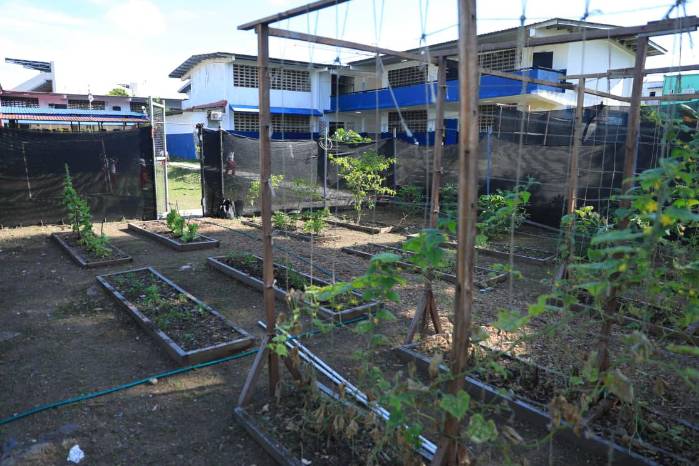 Los estudiantes aprenden no solo técnicas de cultivo, sino también valores de disciplina y cuidado por su entorno. Los estudiantes aprenden no solo técnicas de cultivo, sino también valores de disciplina y cuidado por su entorno.