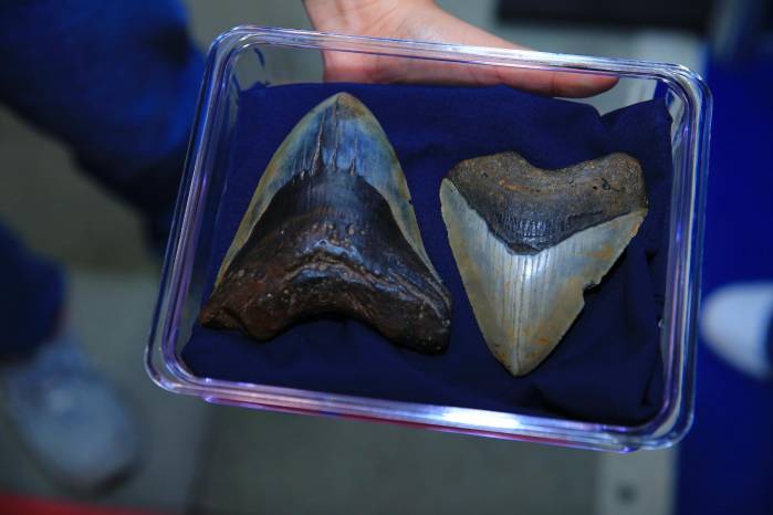 Dientes de un Megalodón de millones de años de antigüedad. Dientes de un Megalodón de millones de años de antigüedad.