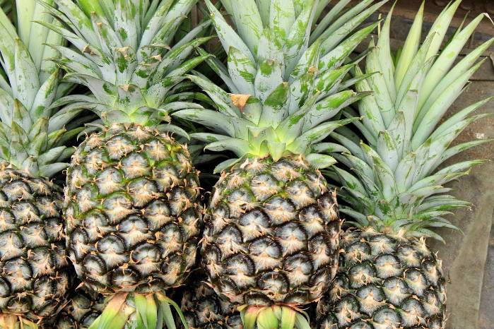 El país esta apostando a la exportación de piña hacia el mercado del sur por ser su rubro insignia. El país esta apostando a la exportación de piña hacia el mercado del sur por ser su rubro insignia.
