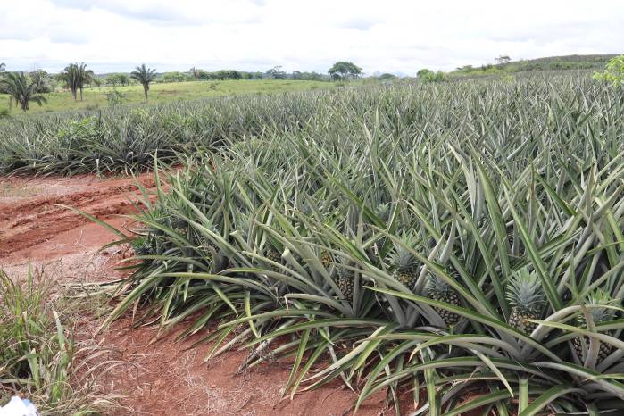 Producción de piña en la provincia de Panamá Oeste. Producción de piña en la provincia de Panamá Oeste.