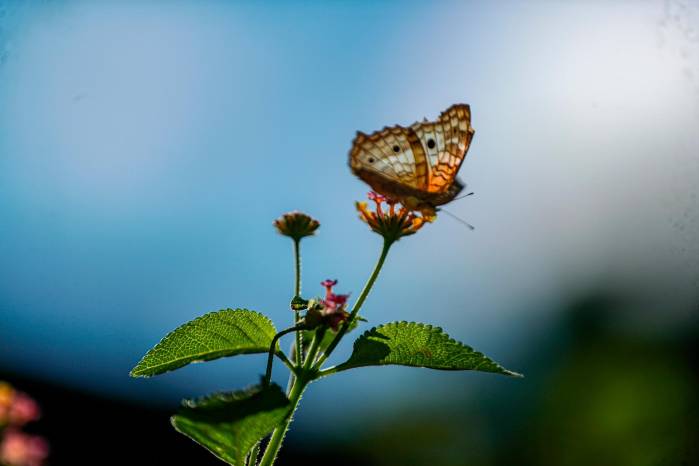 Las mariposas son los insectos más comunes. Las mariposas son los insectos más comunes.