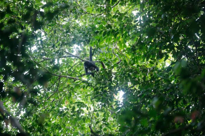 Monos araña, cara blanca y aulladores se pasean entre los árboles. Monos araña, cara blanca y aulladores se pasean entre los árboles.