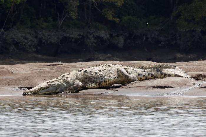 Zoo Aquarium considera que “el cocodrilo es un animal que lleva en la tierra más de 200 millones de años”. Zoo Aquarium considera que “el cocodrilo es un animal que lleva en la tierra más de 200 millones de años”.