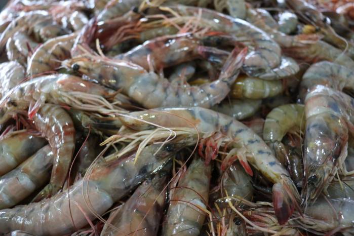 El rubro de camarones congelados representó un valor FOB de $89.5 millones. El rubro de camarones congelados representó un valor FOB de $89.5 millones.