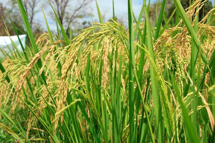 El arroz es el principal grano de consumo en el país. El arroz es el principal grano de consumo en el país.