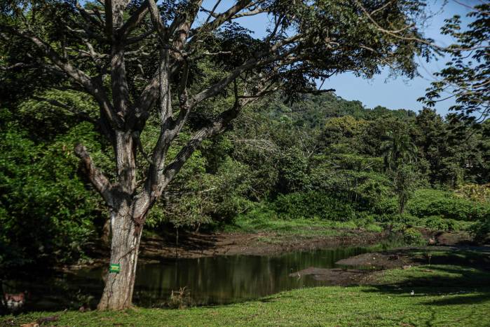 El humedal de los capibaras, ubicado en Albrook, es una de las zonas elegidas para la reubicación de caimanes o cocodrilos. El humedal de los capibaras, ubicado en Albrook, es una de las zonas elegidas para la reubicación de caimanes o cocodrilos.