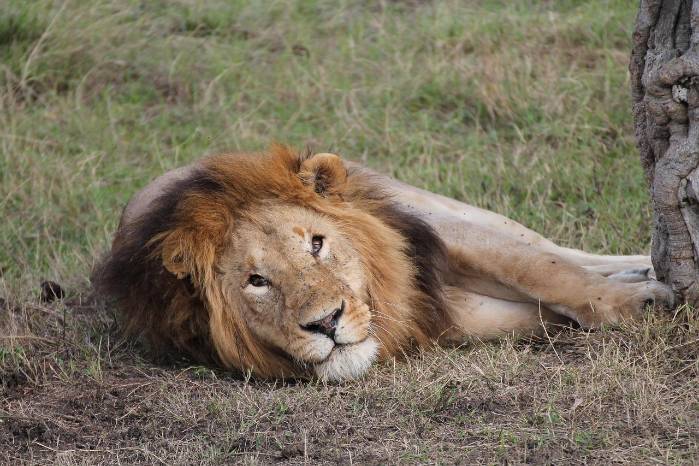 León en medio de un zoológico. León en medio de un zoológico.