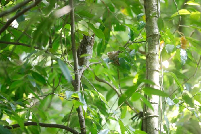 Actualmente se estudia la diversidad de aves en tres niveles altitudinales dentro de la reserva natural. Actualmente se estudia la diversidad de aves en tres niveles altitudinales dentro de la reserva natural.