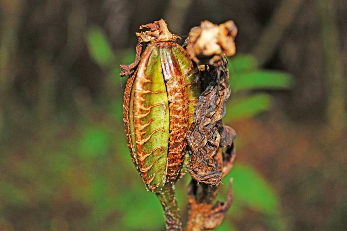 Se le encuentra en las laderas de la Cordillera Central y en la mayoría de las provincias: Coclé, Veraguas, Herrera, Panamá y Colón. Se le encuentra en las laderas de la Cordillera Central y en la mayoría de las provincias: Coclé, Veraguas, Herrera, Panamá y Colón.