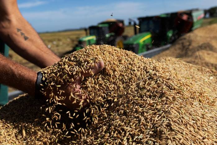 Para el año agrícola 2023-2024 se tenían programadas 92.757 ha de siembra, con la participación de 1.680 productores. Para el año agrícola 2023-2024 se tenían programadas 92.757 ha de siembra, con la participación de 1.680 productores.