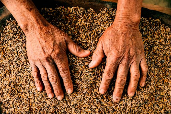 Más información sobre el libro Arroz Endémico y las actividades de Endémico Lab en @endemico_lab Más información sobre el libro Arroz Endémico y las actividades de Endémico Lab en @endemico_lab