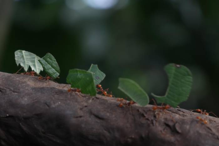 Las hormigas cortadoras de hojas o arrieras son conocidas por su capacidad de causar grandes estragos en los cultivos agrícolas. Las hormigas cortadoras de hojas o arrieras son conocidas por su capacidad de causar grandes estragos en los cultivos agrícolas.
